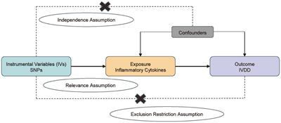 Causal relationship of interferon-γ and interleukin-18 upstream of intervertebral disc degeneration pathogenesis: a two-sample Mendelian randomization study